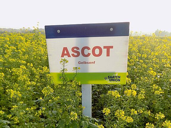 Gelbsenf ASCOT