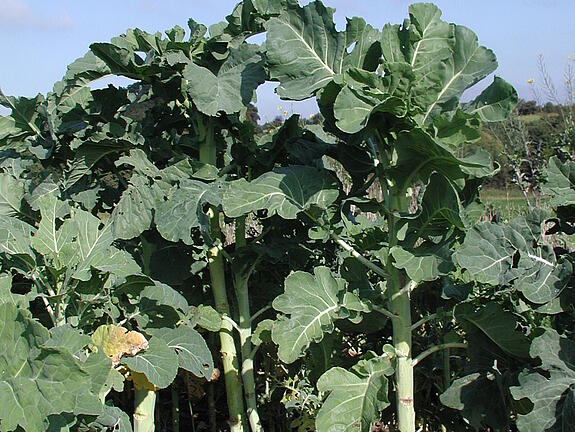 Marrow stem kale CAMARO