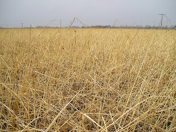 Nematode resistant White mustard VERDI