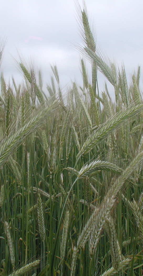 REFLECTOR_grüner Bestand