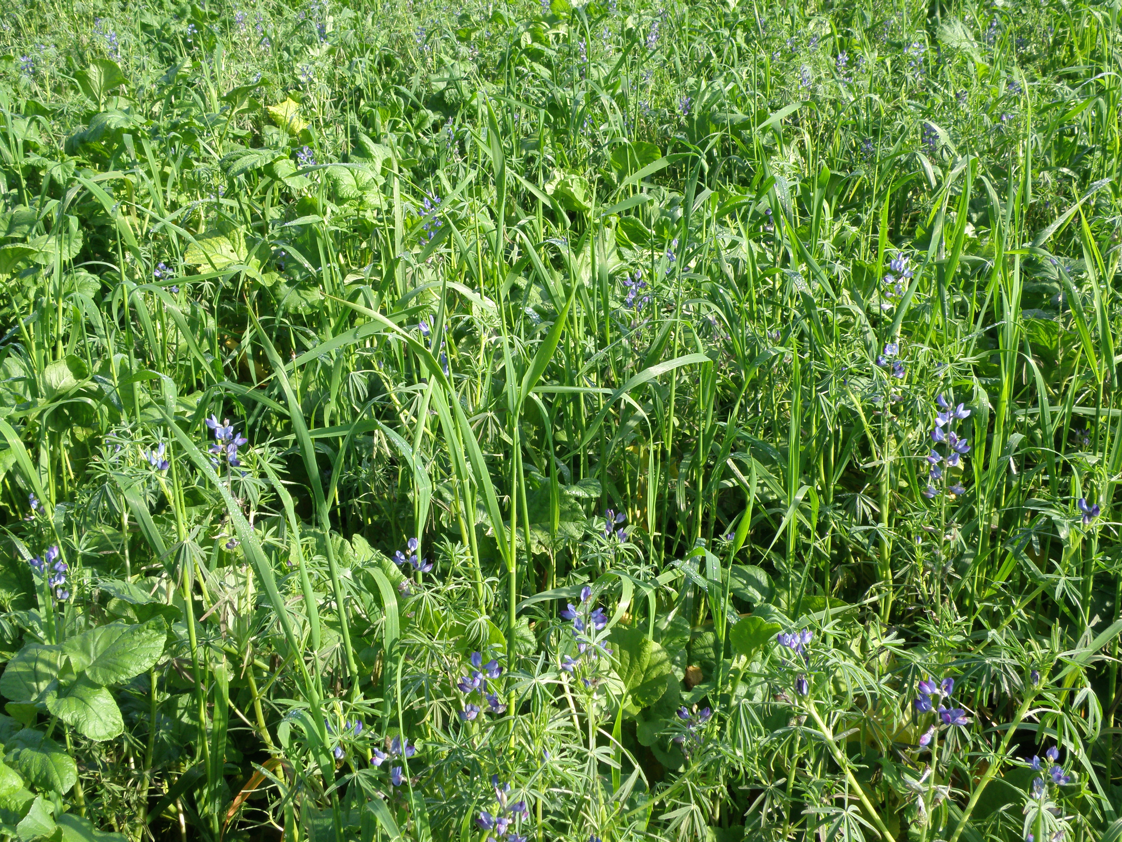 Blaue Bitterlupine ILDIGO