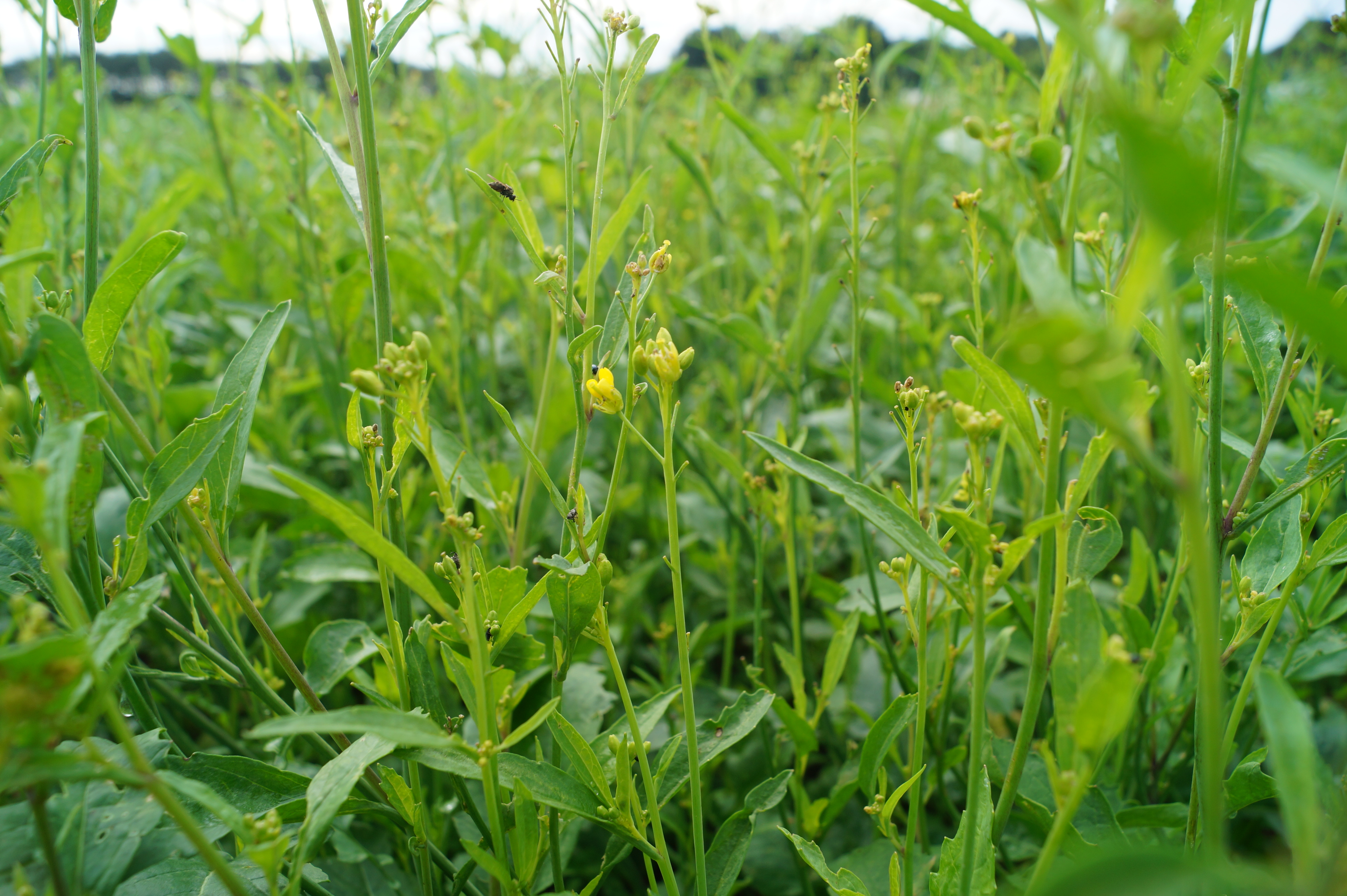 Sareptasenf TERRAPLUS