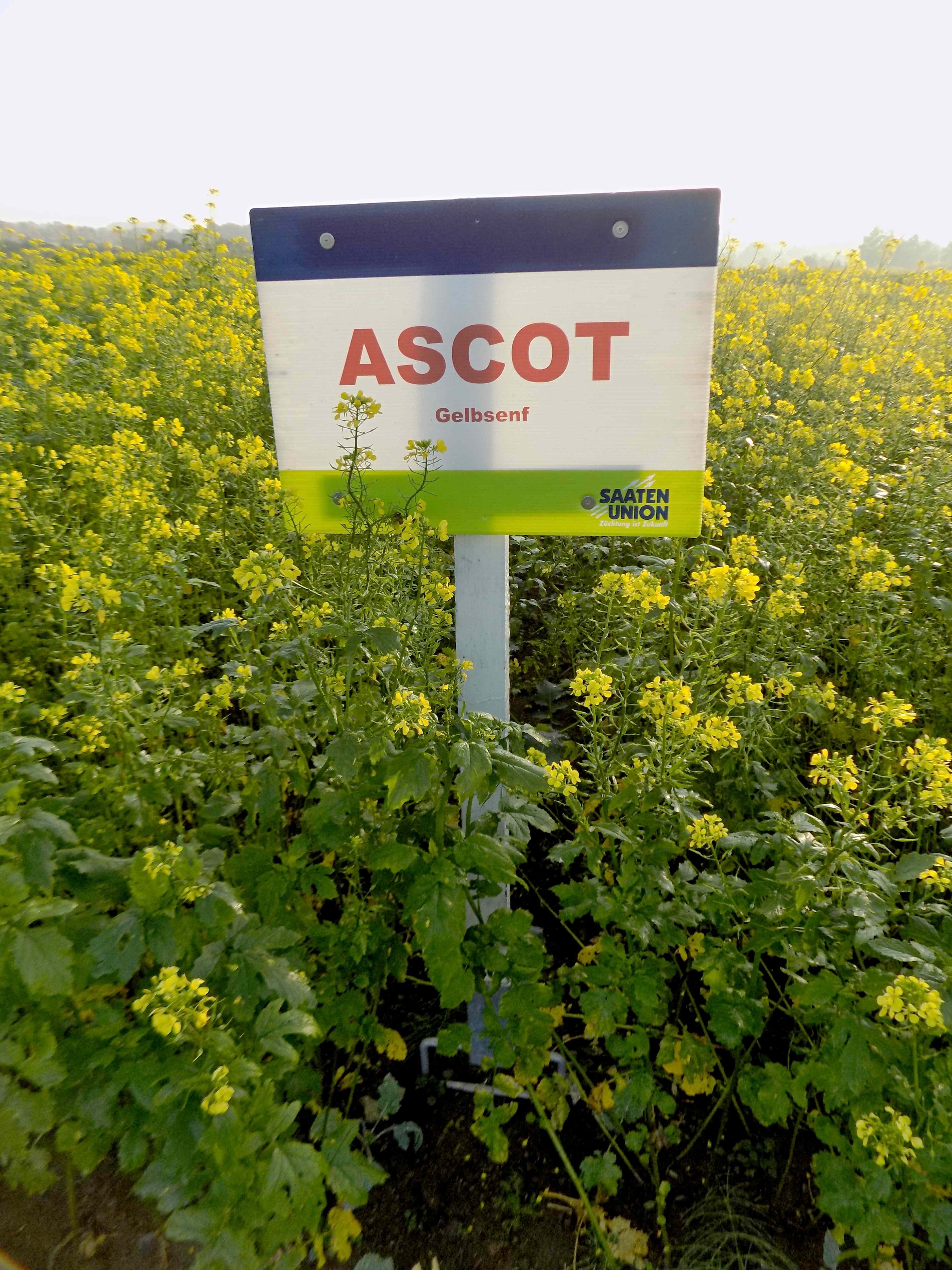 Gelbsenf ASCOT